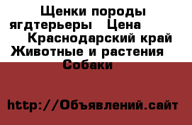 Щенки породы ягдтерьеры › Цена ­ 3 000 - Краснодарский край Животные и растения » Собаки   